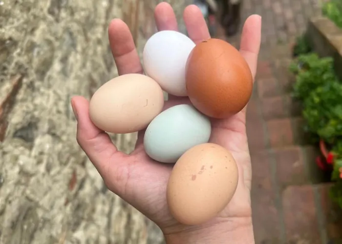 Podere Canova D' Orlando 