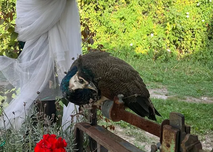 Podere Canova D' Orlando 