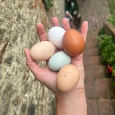 Podere Canova D' Orlando 